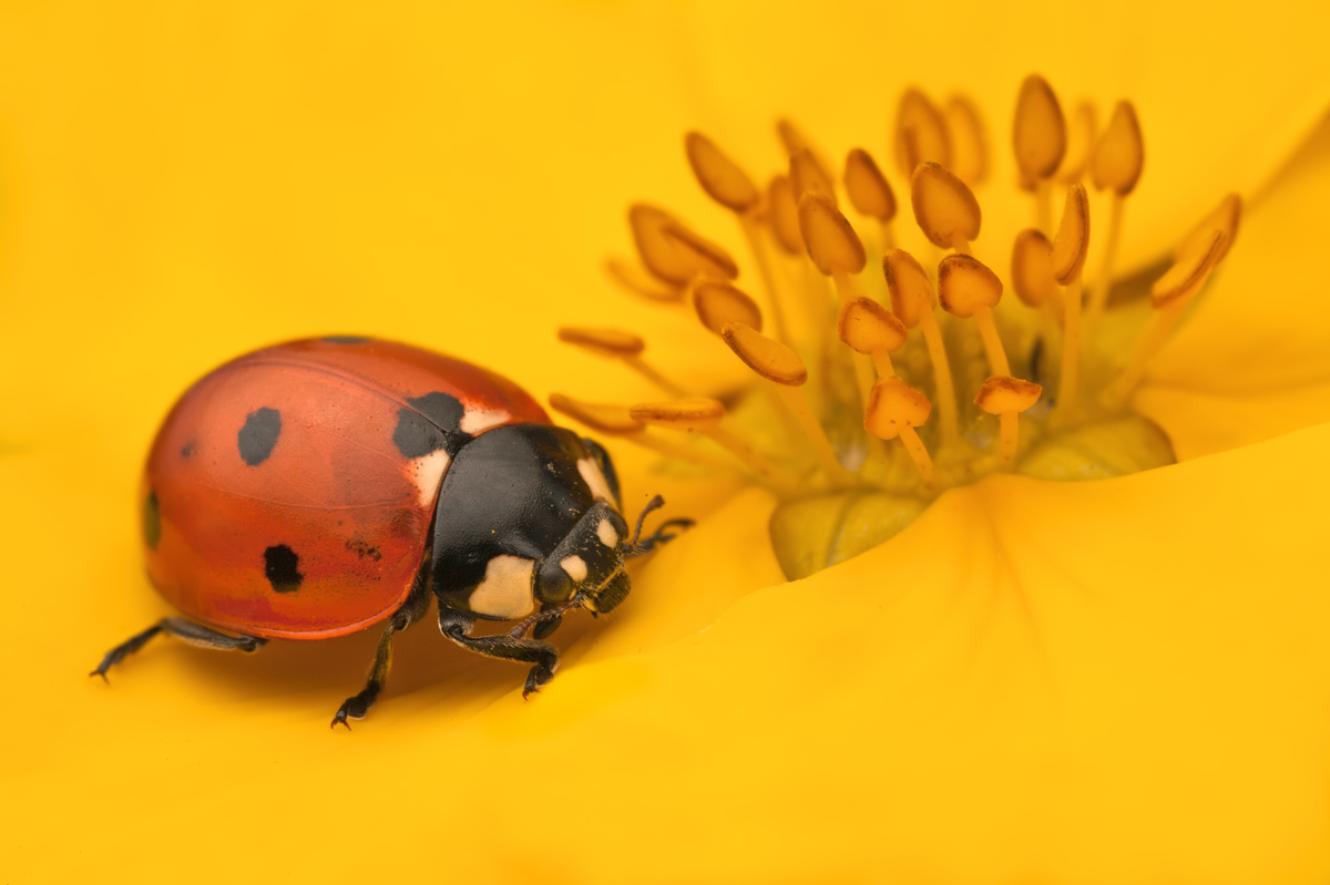 2010 (8) AUGUST Ladybird